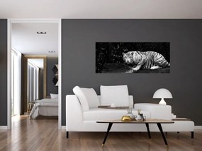 Obraz - Tiger albín, čiernobiely (120x50 cm)