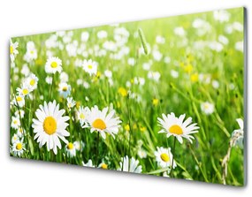 Obraz na skle Sedmokráska kvet rastlina 100x50 cm