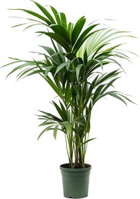 Howea (Kentia) fosteriana 19x105 cm