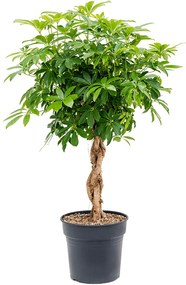 Schefflera arboricola "Compacta" Stem braided 30x125 cm