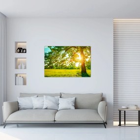 Obraz - Slnečný les (90x60 cm)