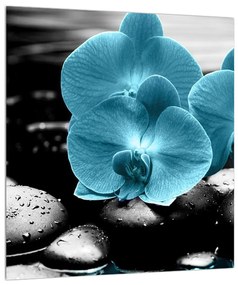 Obraz modrých kvetov orchidee (30x30 cm)