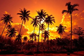 Samolepiaca tapeta kokosové palmy na pláži - 225x150
