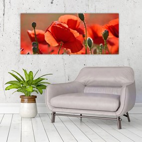 Obraz vlčích makov (120x50 cm)