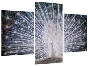 Obraz - Biely páv (90x60 cm)