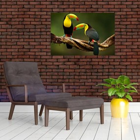 Obraz sediacich tukanov, Costa Rica (90x60 cm)