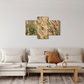 Obraz - Obilie (90x60 cm)