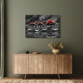 Obraz - Lienka sedembodková, čiernobiela (90x60 cm)