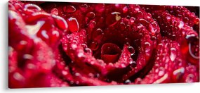 Obraz kvetu červenej ruže (120x50 cm)