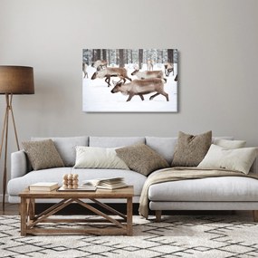 Obraz - Soby (90x60 cm)