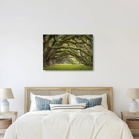 Sklenený obraz - Oaks Avenue, Charleston, Južná Karolína, USA (70x50 cm)