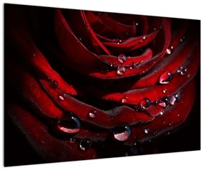 Obraz - Detail ruže (90x60 cm)