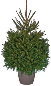 Vianočný stromček v kvetináči Smrek obyčajný 100-120 cm, malý