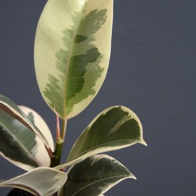 Ficus Elastica Tineke