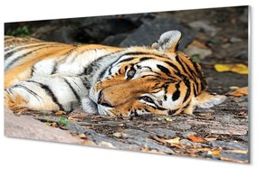 Sklenený obraz ležiace tiger 125x50 cm