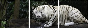 Obraz - Tiger albín (s hodinami) (90x30 cm)