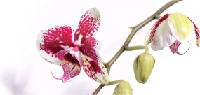 Obraz kvetu orchidey (120x50 cm)