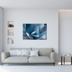 Obraz - Agáve (90x60 cm)