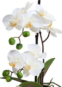 FLORISTA Orchidea v kvetináči 35 cm - biela