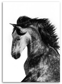 Obraz na plátně Kůň Zvířata Galloping - 70x100 cm