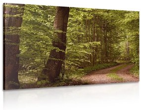 Obraz zelený les - 120x80