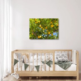 Sklenený obraz - Citrónovník (70x50 cm)