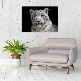 Obraz - Leopard snežný (70x50 cm)