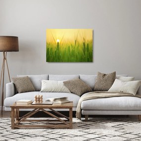 Sklenený obraz - Pole s obilím (70x50 cm)
