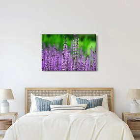Obraz fialových lúčnych kvetov (90x60 cm)
