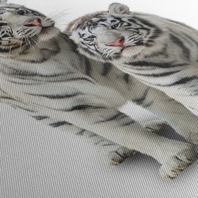 Obraz - Biely tiger (70x50 cm)