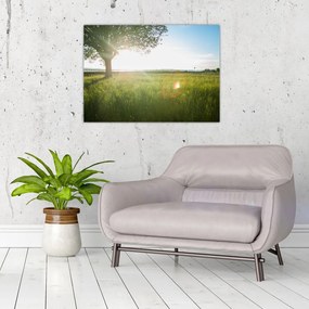 Sklenený obraz stromu v poli (70x50 cm)