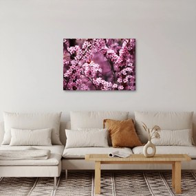 Obraz - Ružová sakura (70x50 cm)