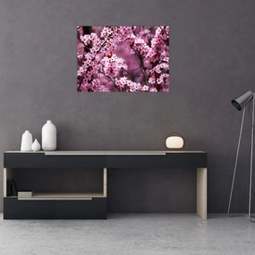 Sklenený obraz - Ružová sakura (70x50 cm)