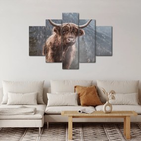 Obraz - Highlander krava (150x105 cm)