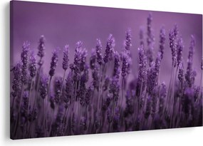 Obraz - Levanduľa (90x60 cm)