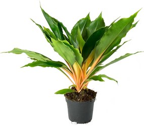 Chlorophytum orchidastrum Green Orange 12x40 cm