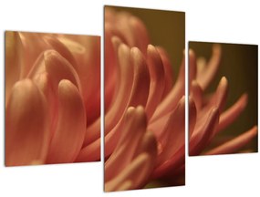 Obraz detailu kvety (90x60 cm)