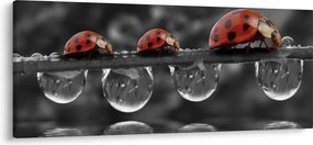 Obraz - Lienka sedembodková, čiernobiela (120x50 cm)
