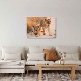 Sklenený obraz levice (70x50 cm)