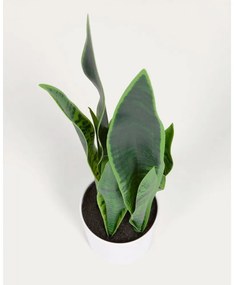 Umelá rastlina (výška 55 cm) Sansevieria – Kave Home