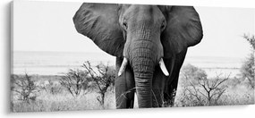 Obraz - Slon africký II. (120x50 cm)