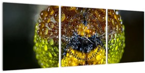 Detailný obraz očí hmyzu (s hodinami) (90x30 cm)