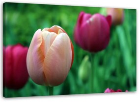 Obraz na plátně Tulipán Růžové květiny - 120x80 cm