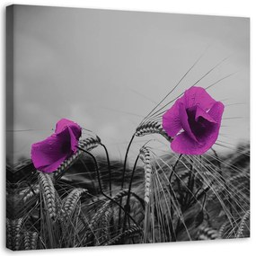 Obraz na plátně Vlčí máky fialové - 40x40 cm