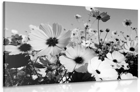 Obraz lúka jarných kvetov v čiernobielom prevedení - 60x40