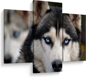 Obraz psa husky (90x60 cm)