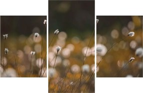 Obraz - Lúka s cottongrass N⁰2 (90x60 cm)