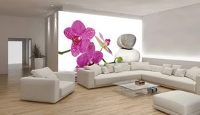 Fototapeta - Orchidey (152,5x104 cm)