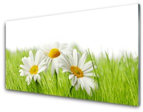Obraz plexi Sedmokráska kvety rastlina 140x70 cm