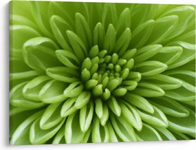 Obraz - Makro snímka rastliny (70x50 cm)